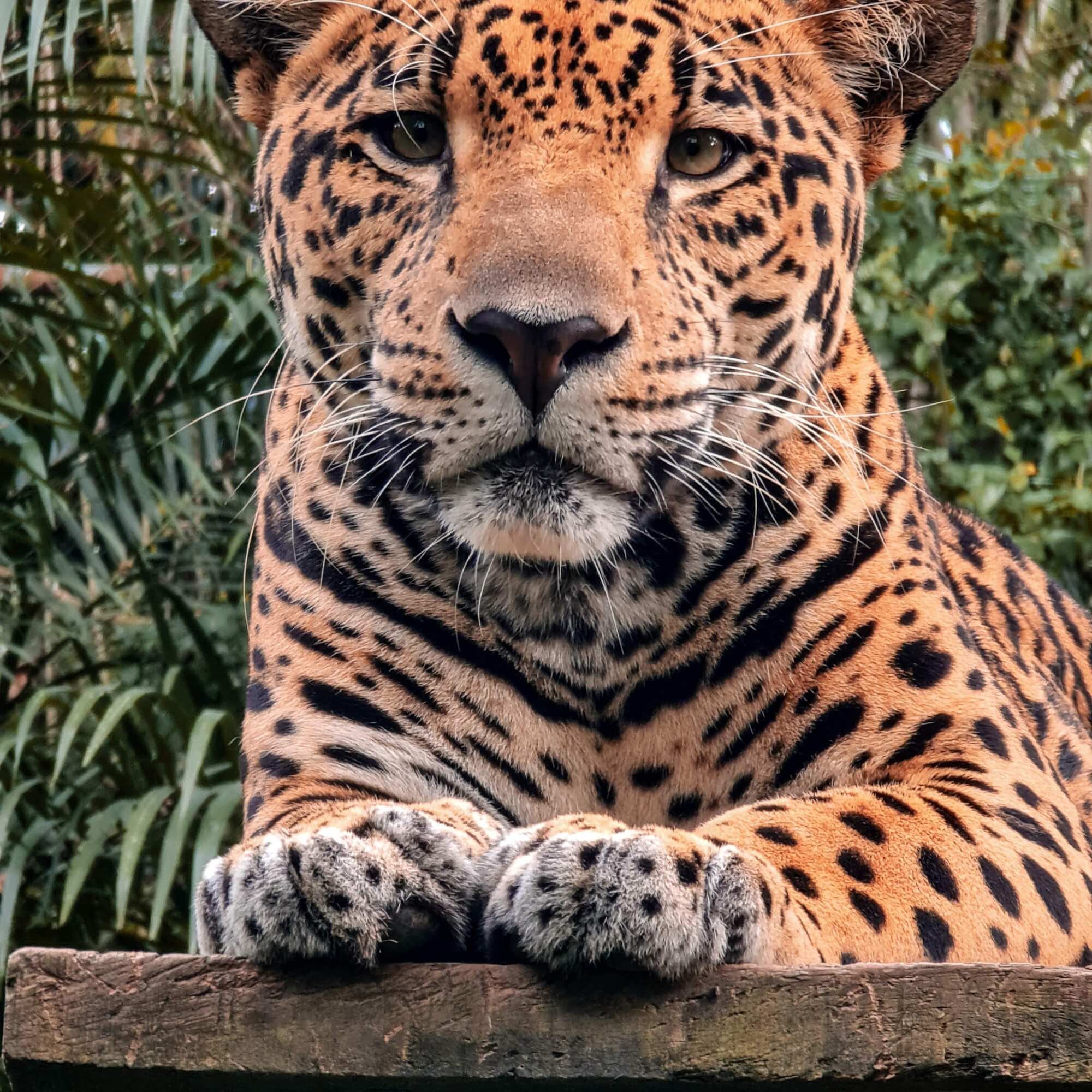 Santuario de perezosos y jaguares